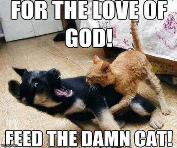 FEED HIM | image tagged in cat,funny | made w/ Imgflip meme maker