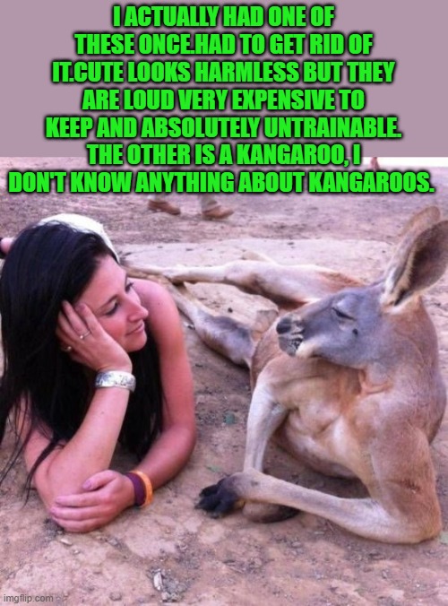 I ACTUALLY HAD ONE OF THESE ONCE.HAD TO GET RID OF IT.CUTE LOOKS HARMLESS BUT THEY ARE LOUD VERY EXPENSIVE TO KEEP AND ABSOLUTELY UNTRAINABLE. THE OTHER IS A KANGAROO, I DON'T KNOW ANYTHING ABOUT KANGAROOS. | made w/ Imgflip meme maker