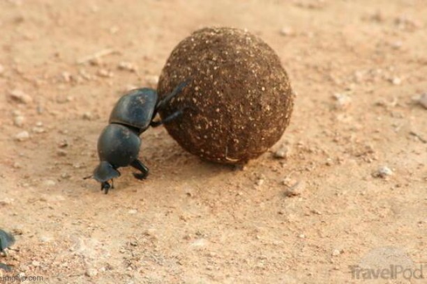 Hard Working Dung Beetle | image tagged in hard working dung beetle | made w/ Imgflip meme maker