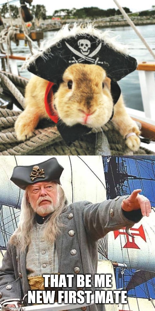 AHOY! | THAT BE ME NEW FIRST MATE | image tagged in bunny,bunnies,rabbit,pirate,pirates | made w/ Imgflip meme maker