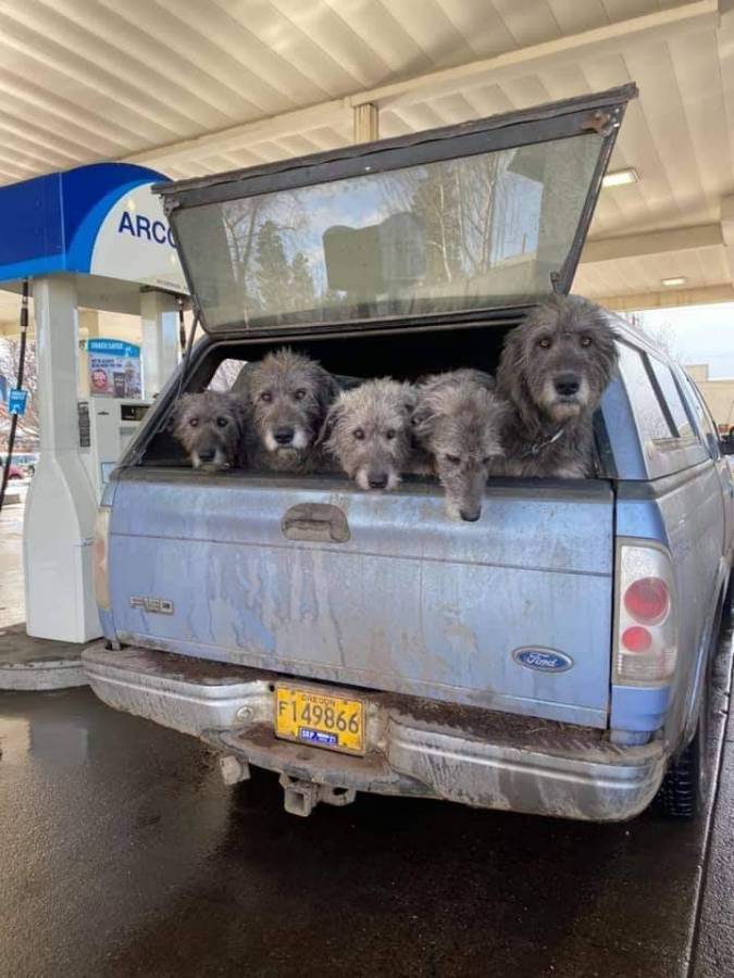 Dogs in pickup Blank Meme Template