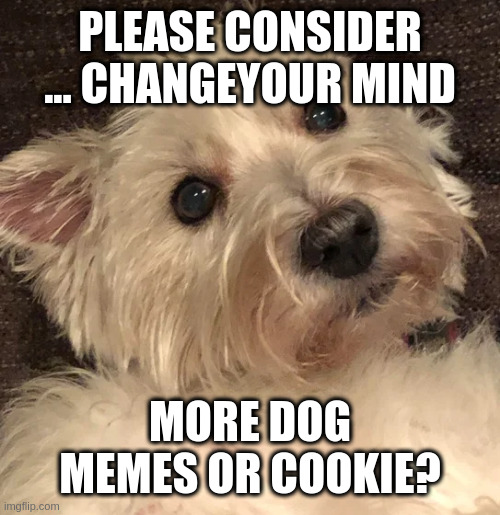 wtf | PLEASE CONSIDER ... CHANGEYOUR MIND; MORE DOG MEMES OR COOKIE? | image tagged in wtf | made w/ Imgflip meme maker