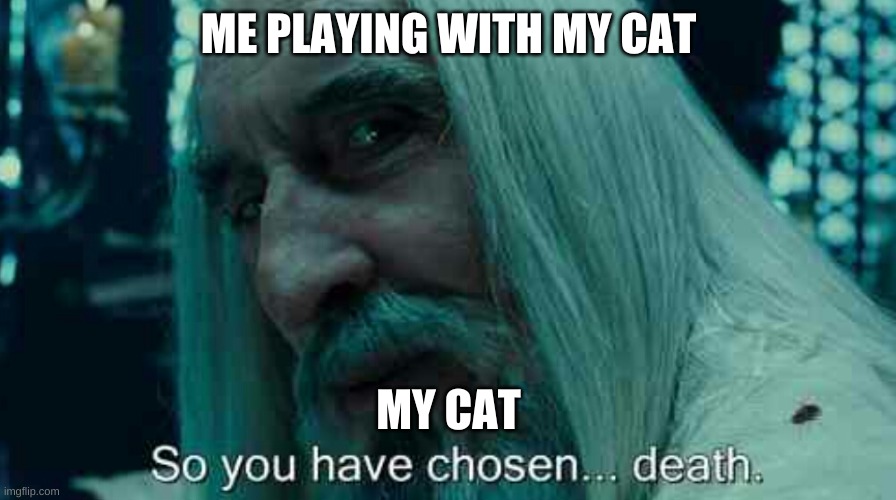 So you have chosen death | ME PLAYING WITH MY CAT; MY CAT | image tagged in so you have chosen death | made w/ Imgflip meme maker