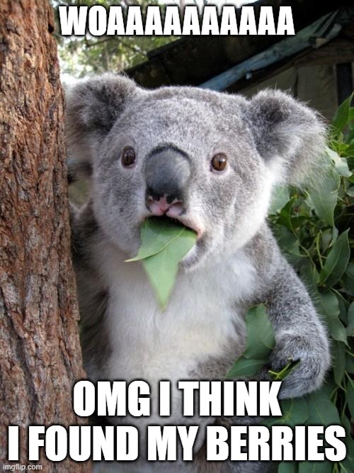 I think i found my berries | WOAAAAAAAAAA; OMG I THINK I FOUND MY BERRIES | image tagged in memes,surprised koala | made w/ Imgflip meme maker