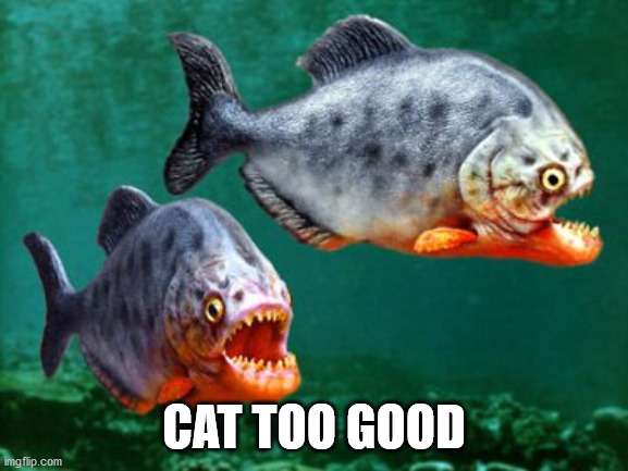 piranha | CAT TOO GOOD | image tagged in piranha | made w/ Imgflip meme maker