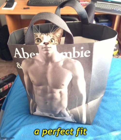 “Look! This bag fitches me just right.” | a perfect fit | image tagged in funny memes,funny cat memes,abercrombie,fitch | made w/ Imgflip meme maker