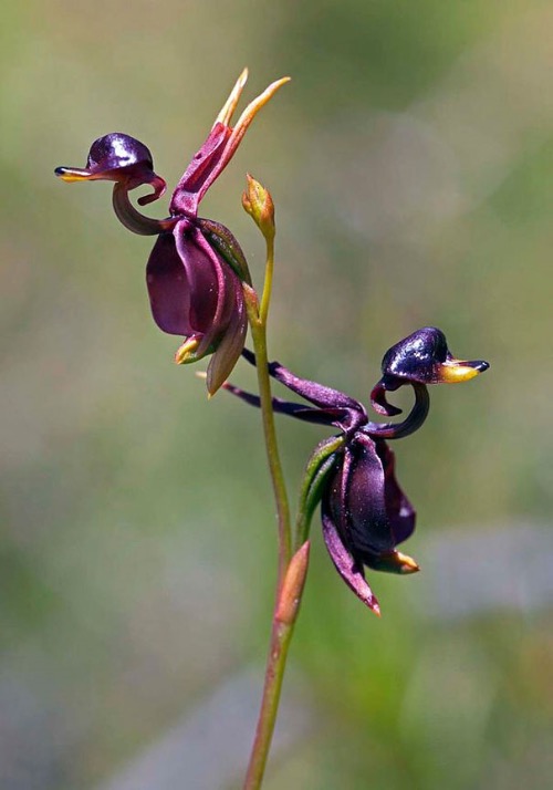 Flying Duck Orchids | image tagged in awesome,pics,photography | made w/ Imgflip meme maker