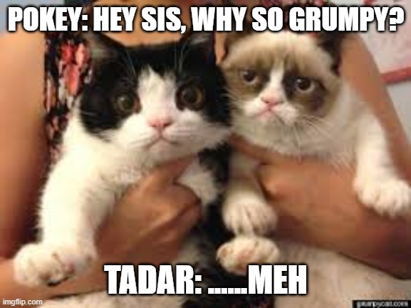 Grumpy cat and pokey | POKEY: HEY SIS, WHY SO GRUMPY? TADAR: ......MEH | image tagged in funny memes,grumpy cat | made w/ Imgflip meme maker
