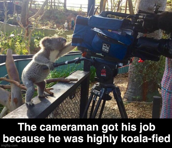 A Koala-tea Pun That’s Been Overdone | The cameraman got his job because he was highly koala-fied | image tagged in funny memes,dad jokes,eyeroll,bad puns | made w/ Imgflip meme maker