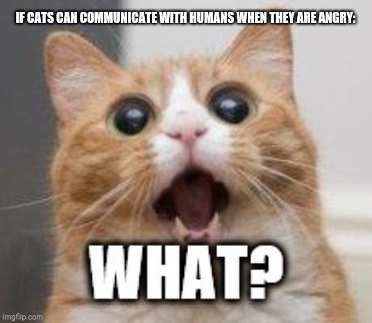 "What?" kitty cat | IF CATS CAN COMMUNICATE WITH HUMANS WHEN THEY ARE ANGRY: | image tagged in memes,bathroom humor,sad cat | made w/ Imgflip meme maker