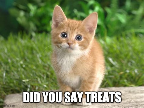 Awww | DID YOU SAY TREATS | image tagged in raycats template 2,raycat,cats | made w/ Imgflip meme maker