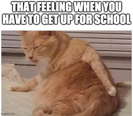 Ugh....School | THAT FEELING WHEN YOU HAVE TO GET UP FOR SCHOOL | image tagged in cat,school sucks | made w/ Imgflip meme maker