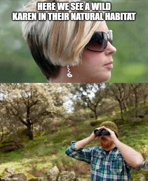 HERE WE SEE A WILD KAREN IN THEIR NATURAL HABITAT | image tagged in karen | made w/ Imgflip meme maker