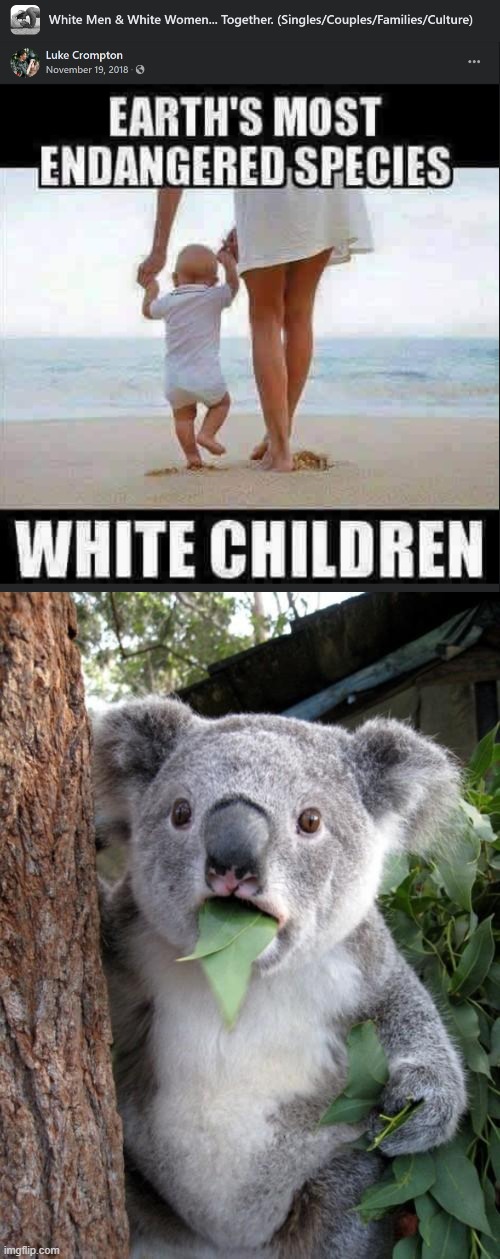 Surprised Koala is here to remind them that neither being white nor being a child meets the criteria for species | image tagged in memes,surprised koala | made w/ Imgflip meme maker