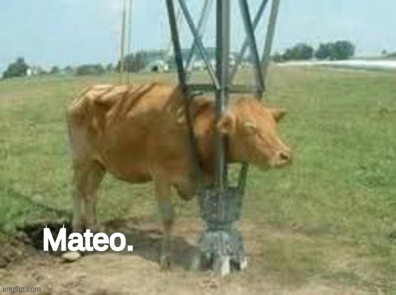I am happy to introduce.. Mateo. | Mateo. | image tagged in mateo | made w/ Imgflip meme maker