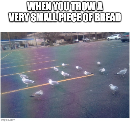 this is relatable right? | WHEN YOU TROW A VERY SMALL PIECE OF BREAD | image tagged in seagull,memes,bread | made w/ Imgflip meme maker