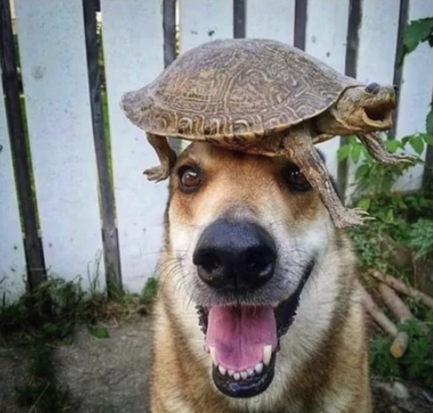 Happy turtle and dog Blank Meme Template