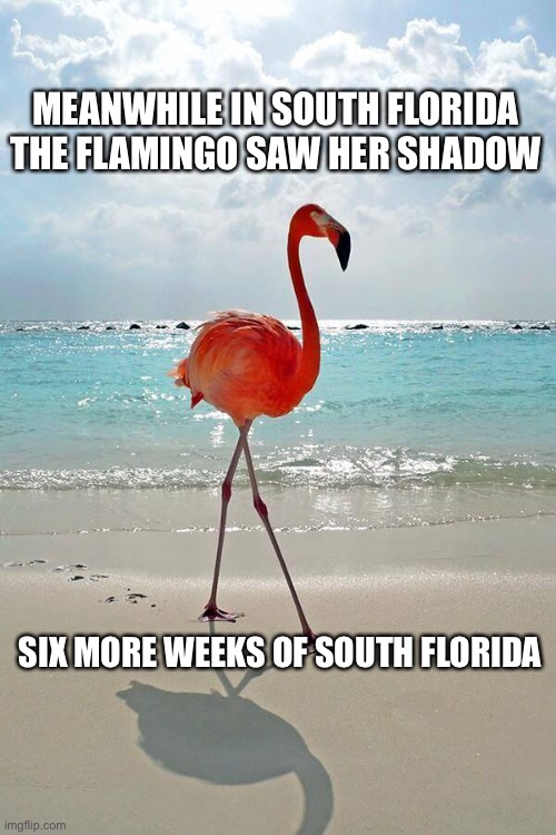 Meanwhile in Florida | MEANWHILE IN SOUTH FLORIDA THE FLAMINGO SAW HER SHADOW; SIX MORE WEEKS OF SOUTH FLORIDA | image tagged in pink flamingo,groundhog day,flamingo day,meanwhile in florida,memes | made w/ Imgflip meme maker