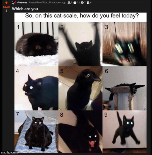 Rate yourself on the cat scale and repost | made w/ Imgflip meme maker