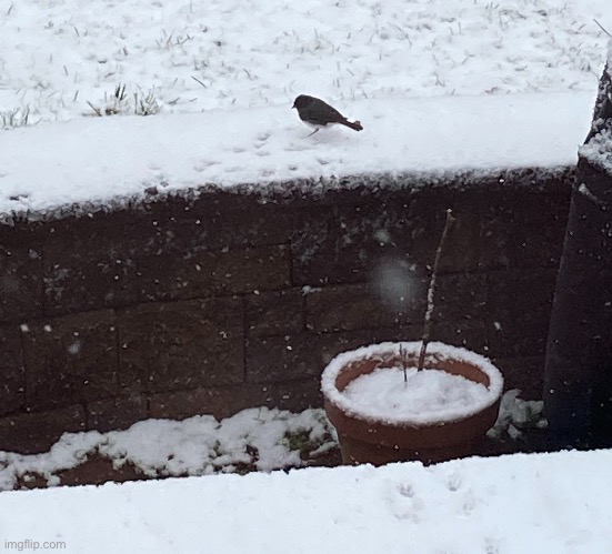 More snow | image tagged in snow,junco,birds | made w/ Imgflip meme maker