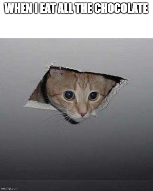 Ceiling Cat Meme | WHEN I EAT ALL THE CHOCOLATE | image tagged in memes,ceiling cat,cat,cats,funny cats,funny memes | made w/ Imgflip meme maker