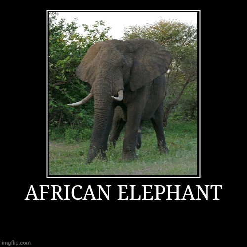 African Elephant | image tagged in demotivationals,elephant | made w/ Imgflip demotivational maker