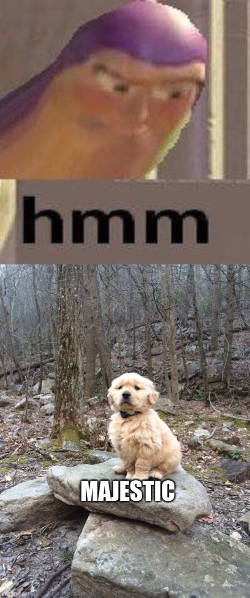 MAJESTIC | image tagged in buzz lightyear hmm,majestic golden retriever | made w/ Imgflip meme maker