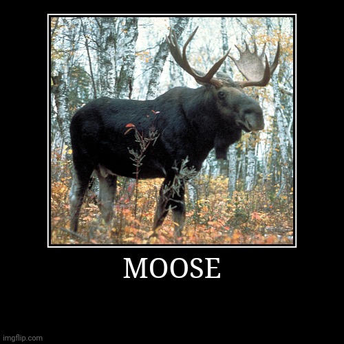 Moose | image tagged in demotivationals,moose | made w/ Imgflip demotivational maker