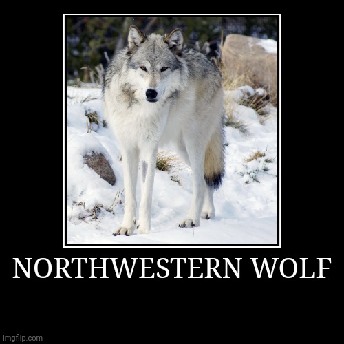 Northwestern Wolf | image tagged in demotivationals,wolf | made w/ Imgflip demotivational maker