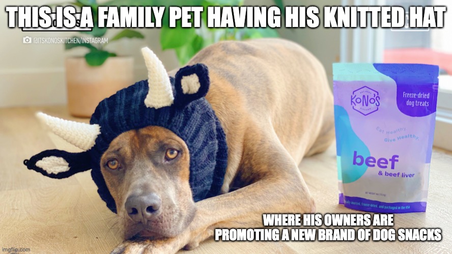 Local Dog Snack Brand | THIS IS A FAMILY PET HAVING HIS KNITTED HAT; WHERE HIS OWNERS ARE PROMOTING A NEW BRAND OF DOG SNACKS | image tagged in dog,memes | made w/ Imgflip meme maker