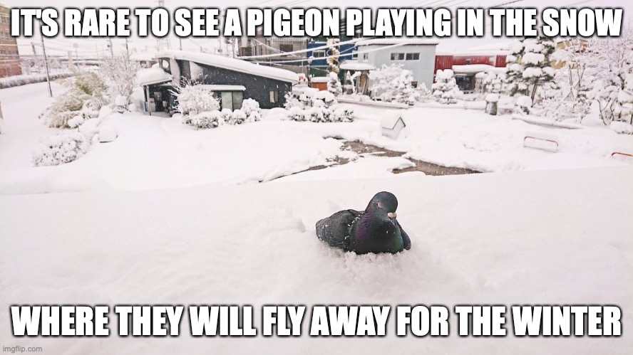 Pigeon Playing in Snow | IT'S RARE TO SEE A PIGEON PLAYING IN THE SNOW; WHERE THEY WILL FLY AWAY FOR THE WINTER | image tagged in snow,pigeon,memes | made w/ Imgflip meme maker