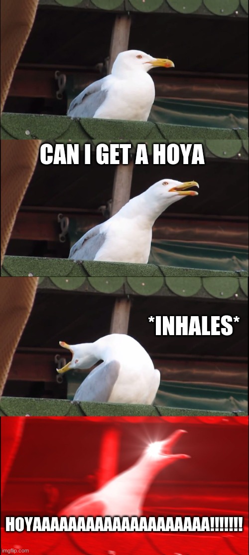 Inhaling Seagull | CAN I GET A HOYA; *INHALES*; HOYAAAAAAAAAAAAAAAAAAAA!!!!!!! | image tagged in memes,inhaling seagull | made w/ Imgflip meme maker