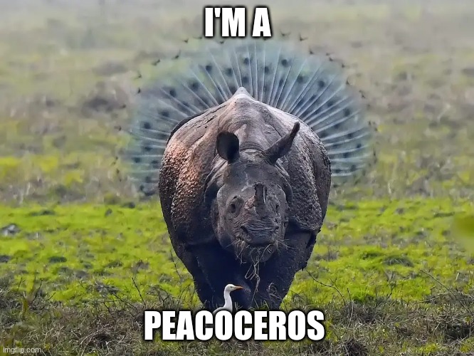 Peacoceros | I'M A; PEACOCEROS | image tagged in rhino,memes,peacock,hybrid | made w/ Imgflip meme maker