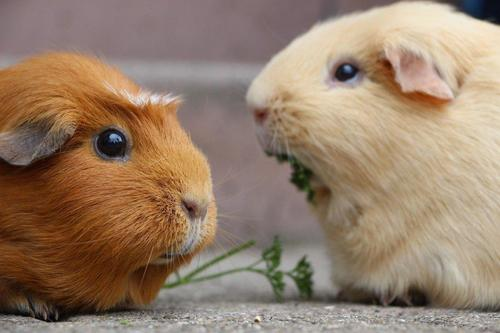 High Quality One Guinea Pig Said to the Other Blank Meme Template