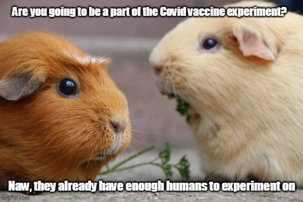 Who Needs Guinea Pigs? | Are you going to be a part of the Covid vaccine experiment? Naw, they already have enough humans to experiment on | image tagged in one guinea pig said to the other | made w/ Imgflip meme maker