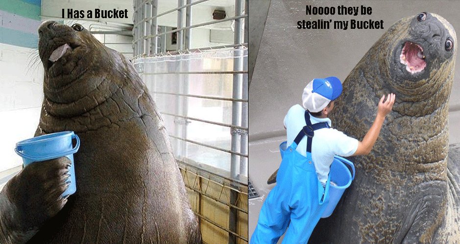 i has a bucket Blank Meme Template