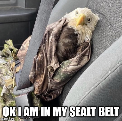 Seatbelt eagle | OK I AM IN MY SEALT BELT | image tagged in seatbelt eagle | made w/ Imgflip meme maker