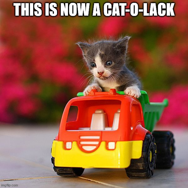 THIS IS NOW A CAT-O-LACK | image tagged in cats | made w/ Imgflip meme maker