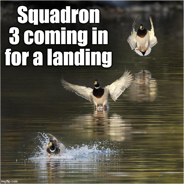 Squadron 3 coming in for a landing | image tagged in ducks | made w/ Imgflip meme maker