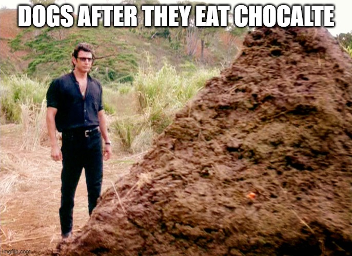 Memes, Poop, Jurassic Park | DOGS AFTER THEY EAT CHOCALTE | image tagged in memes poop jurassic park | made w/ Imgflip meme maker