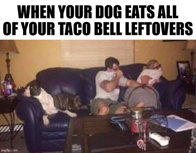 WHEN YOUR DOG EATS ALL OF YOUR TACO BELL LEFTOVERS | image tagged in dogs | made w/ Imgflip meme maker