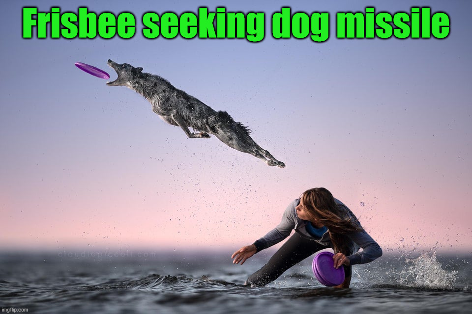 Frisbee seeking dog missile | image tagged in dogs | made w/ Imgflip meme maker