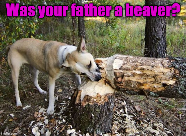 Was your father a beaver? | image tagged in dogs | made w/ Imgflip meme maker