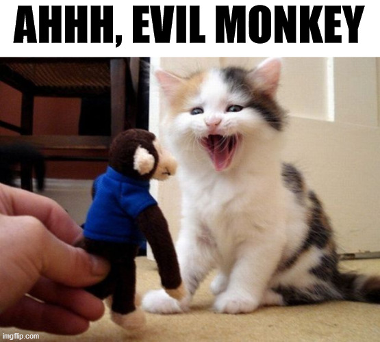 AHHH, EVIL MONKEY | image tagged in cats | made w/ Imgflip meme maker