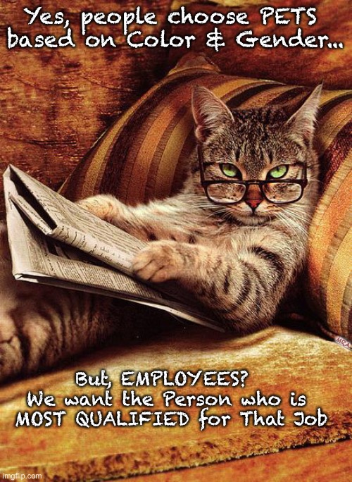 cat reading | Yes, people choose PETS 
based on Color & Gender... MRA; But, EMPLOYEES?  
We want the Person who is 
MOST QUALIFIED for That Job | image tagged in cat reading | made w/ Imgflip meme maker