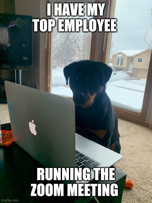 Zoom dog | I HAVE MY TOP EMPLOYEE; RUNNING THE ZOOM MEETING | image tagged in dogs | made w/ Imgflip meme maker