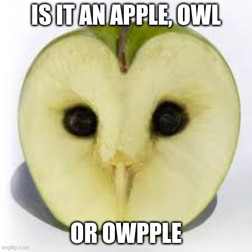 Owpple | IS IT AN APPLE, OWL; OR OWPPLE | image tagged in owl,apple,why not both,memes | made w/ Imgflip meme maker