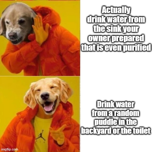 Featuring new Drake hotline template. | Actually drink water from the sink your owner prepared that is even purified; Drink water from a random puddle in the backyard or the toilet | image tagged in drake hotline bling,dogs | made w/ Imgflip meme maker