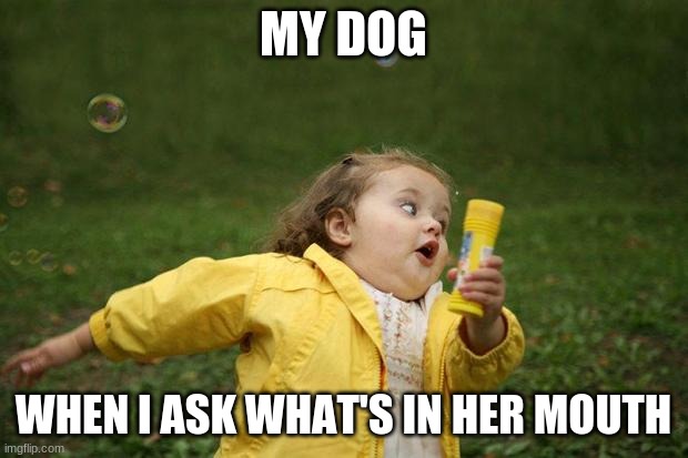 This happens daily | MY DOG; WHEN I ASK WHAT'S IN HER MOUTH | image tagged in girl running | made w/ Imgflip meme maker