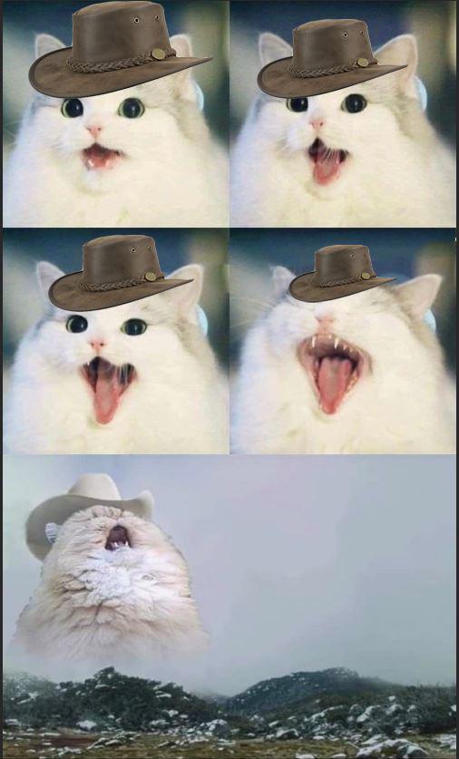 High Quality country cat singin Blank Meme Template